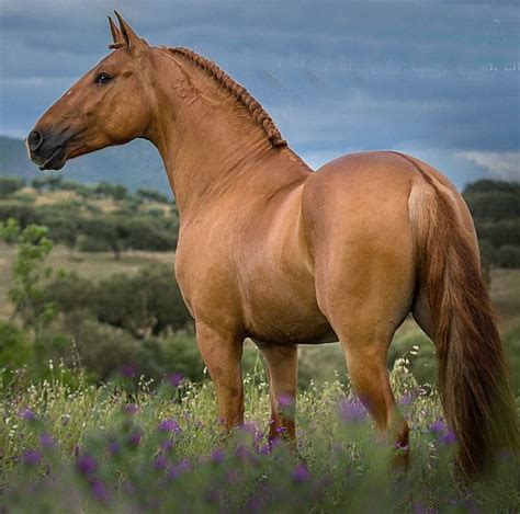 Lusitano Stallion Hes A Very Rare Red Dun In A Breed With Few