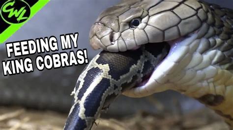 How Much Does A King Cobra Eat