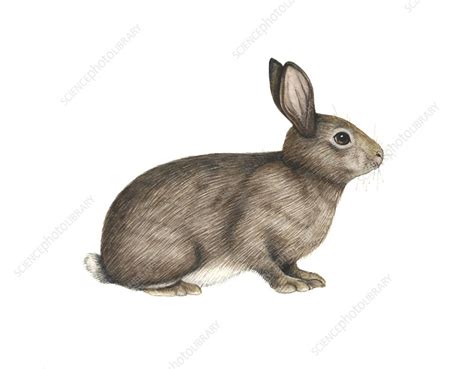 European Rabbit Artwork Stock Image C0069424 Science Photo Library
