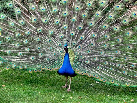 peacock Free Stock Photo | FreeImages