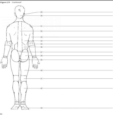 Anatomical position diagram blank, learn more about anatomical position diagram blank. Optional Activity - Human Anatomy - GUWS Medical