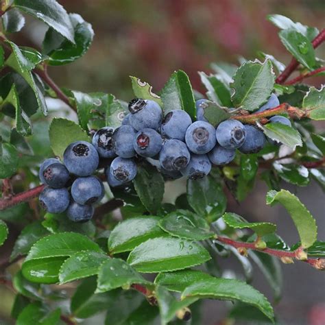 Evergreen Huckleberry — Raintree Nursery