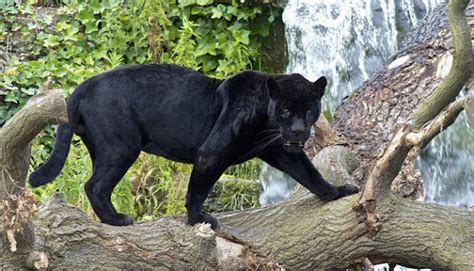 Gambar Inilah Enam Hewan Melanistic Menakjubkan Dunia Gambar Binatang