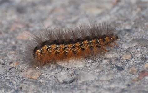 Caterpillar Salt Marsh Caterpillar Estigmene Acrea Bugguide Net