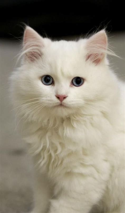 Top 10 Cat Breeds Who Love Water En 2020 Gatos Bonitos Gatos Angora