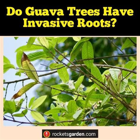 Do Guava Trees Have Invasive Roots Understanding The Impact And