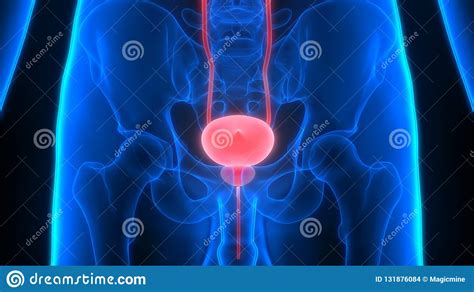 Bladder Anatomy And Relation To Uterus Cartoon Vector | CartoonDealer ...