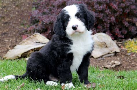Bernese Mountain Dog Mix Puppies For Sale Keystone Puppies