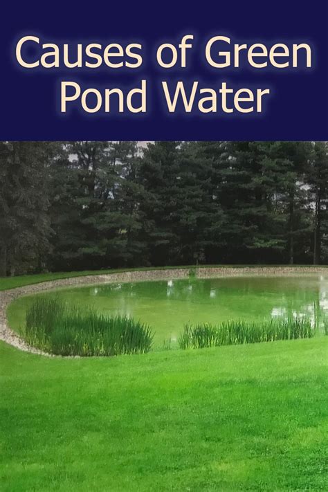 how to clear murky water in your backyard pond pond maintenance pond ponds backyard