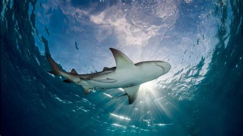 Sharks Attack 2 Surfers Minutes Apart At Florida Beach Reports Fox News