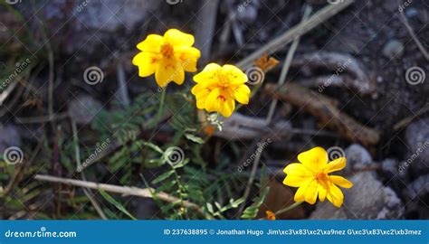 Wild Small Yellow Flowers In The Mountain Stock Image Image Of Forest