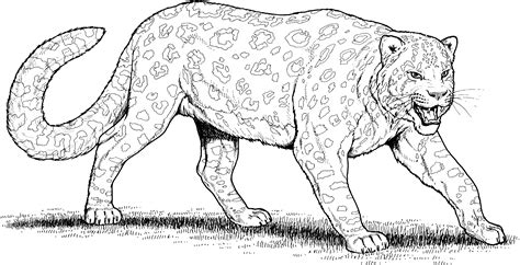 Leopard Free Colouring Pages