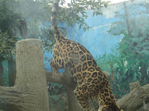 Jaguar Leaping Zoochat