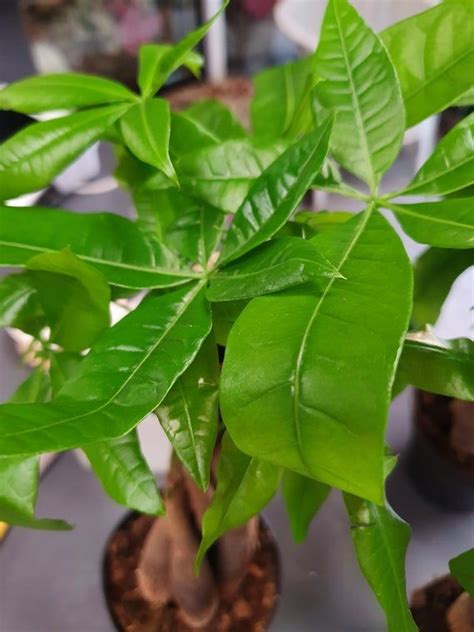 I water it every couple weeks, however the soil never seems to be dry. Rare Mini Pachira Braided Money Tree 4 stem Bring Luck Pachira | Etsy in 2020 | Money trees ...