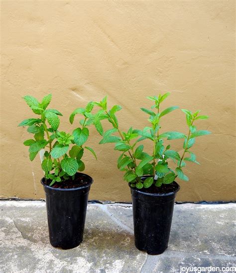 Mint Plant Care How To Care For And Plant This Fragrant Herb Dancing