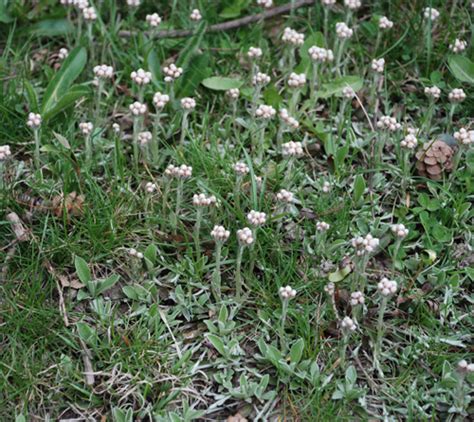 Antennaria Neglecta Umass Amherst Landscape Nursery And Urban Forestry