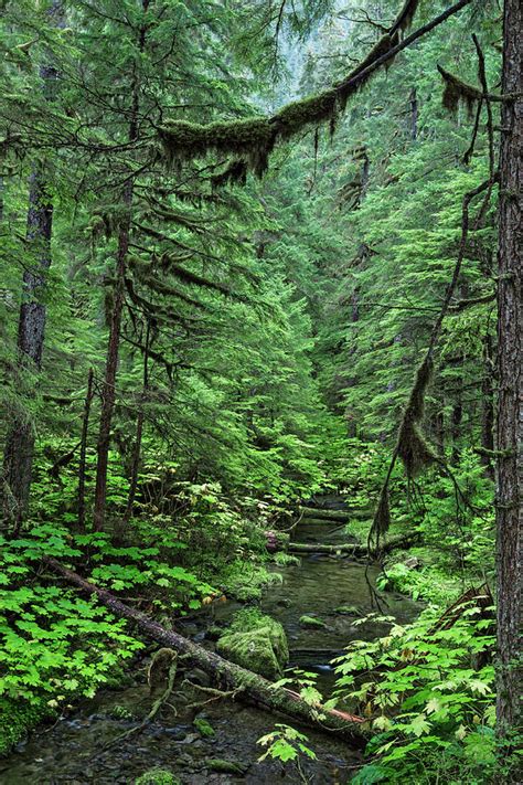 Alaskan Coastal Rainforest Photograph By Tim Plowden