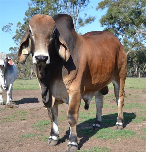 Registered Red Brahman Bull Livestock Beef Cattle Farm Tender