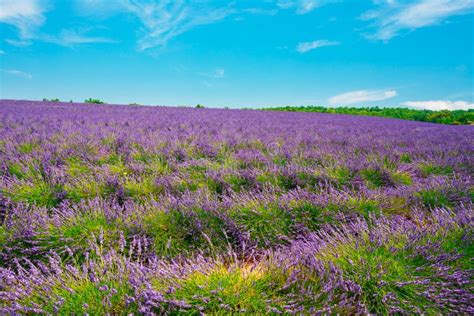 Scenic View Of Blooming Bright Purple Lavender Flowers Field In Stock