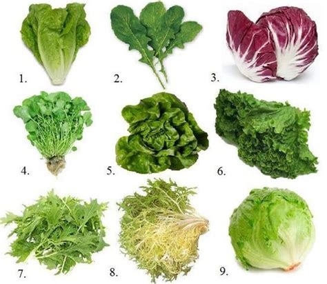 Oak leaf salad received its namebecause of the similarity with the leaves of a similar tree. Salad leaves - 10 cal | Types of lettuce, Lettuce, Salad ...