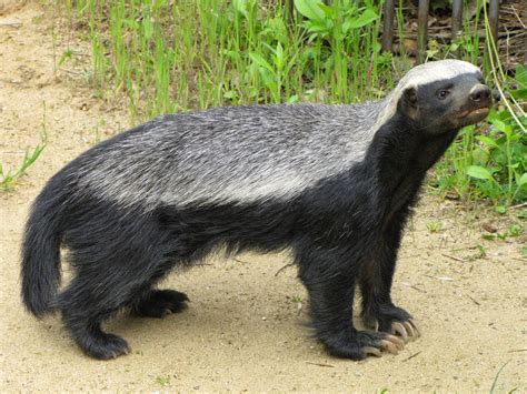 Honey Badger Animals Amazing Facts And Latest Pictures The Wildlife