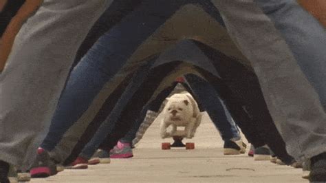 Find gifs with the latest and newest hashtags! Watch dog skateboard through 30 pairs of legs - breaking ...