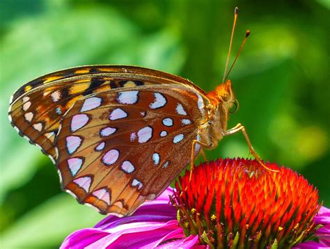 Gale S Photo And Birding Blog Great Spangled Fritillary