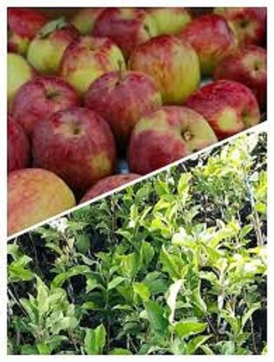 Buy Your Grafted Hybrid Wambugu Apple Seedlings Agric4profits