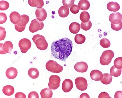 Monocyte Stock Image P2480287 Science Photo Library