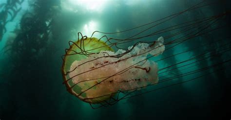 Lions Mane Jellyfish Animal Facts Cyanea Capillata Wiki Point