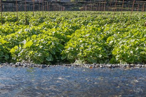 Daio Wasabi Farm: Where to try REAL wasabi in Japan