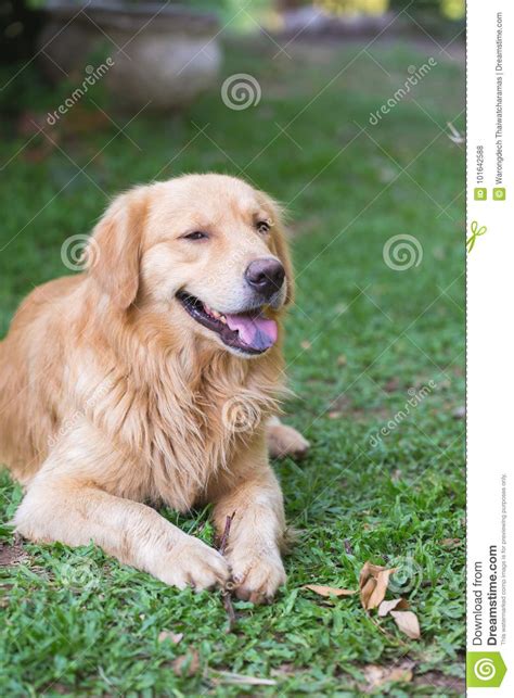 Golden Retriever Is Pondering In The Grass Stock Photo Image Of Young