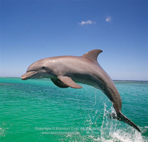 One Bottlenose Dolphin Jumping Marine Photography By Brandon Cole