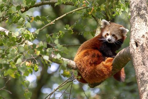 Oso Panda Rojo Características Hábitat Costumbres Y Reproducción