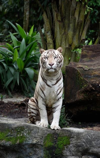 Premium Photo Sitting White Bengal Tiger