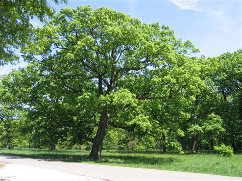 White Oak The State Tree Of Illinois White Oak Tree Shade Trees