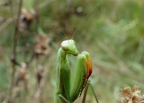 Mantis Religiosa Mante Religieuse European Mantis 25 Flickr
