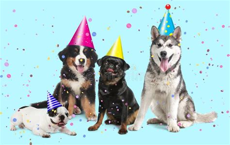 Adorable Dogs With Party Hats On Turquoise Background Stock Image