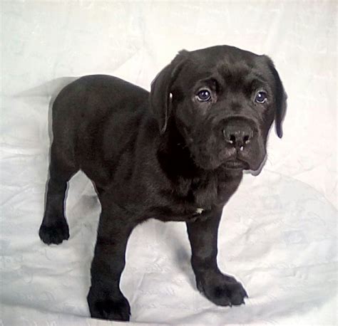 Find bullmastiff puppies for sale on pets4you.com. Bullmastiff / Cane Corso Cross Puppies for Sale | Newport ...