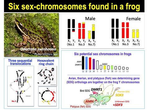 Cells Free Full Text Evolution Of A Multiple Sex Chromosome System By Three Sequential
