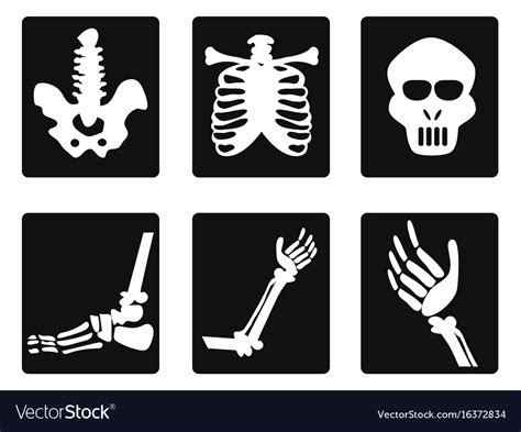 X Ray Icons Royalty Free Vector Image Vectorstock