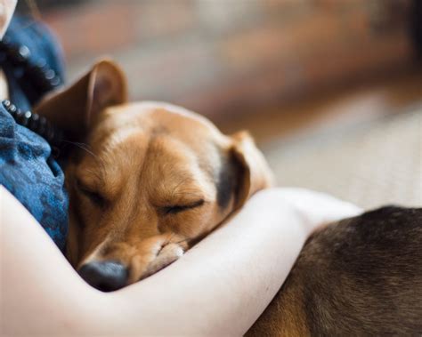 The Bond Between People And Dogs