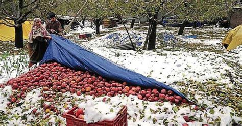 Kashmirs Unseasonal Snowfall Causes Apple Farmers Huge Losses