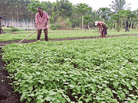 Malaysia's economy ranks in the fourth position in terms of size in southeast asia, while globally it is 38th. Repositioning agricultural education for development | New ...