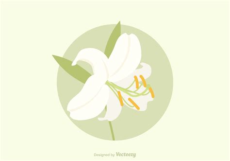 Lily Flower Vector Art Icons And Graphics For Free Download