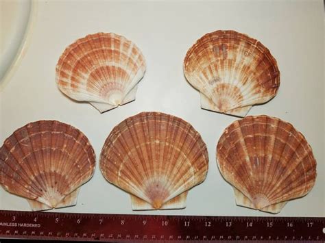 5 Pcs Irish Flat Scallop Seashells Craft Shells Seashells Etsy