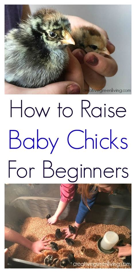 How To Raise Chicks A Step By Step Guide For Raising Baby Chicks At Home For Complete Beginners