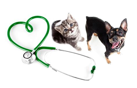 Here at the pets'n'vets family, your pet will have access to the highest quality of veterinary care and our fantastic team of vets, vet nurses, vet techs and receptionists will ensure that they are made to. Microchip Your Pets for the New Year! | News | San Diego ...
