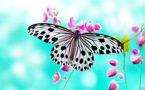 10 Most Popular Beautiful Wallpapers Of Butterflies Full Hd 1920×1080