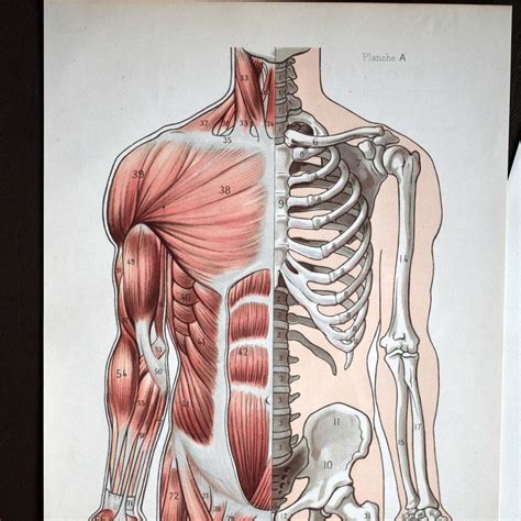 40 Off All Prints Free Shipping Human Anatomy Quality Cards Human